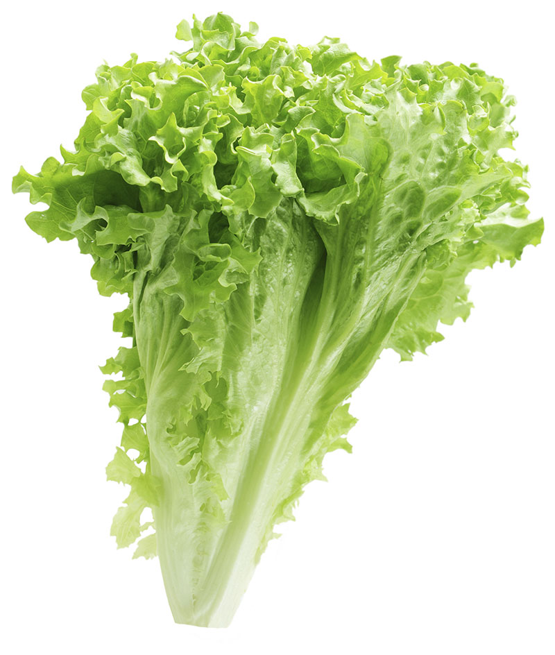 Picture of Green Lettuce Seeds 1gm Pack (Indian) Re-Pack