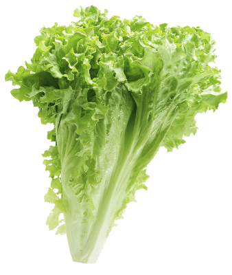 Picture of Green Lettuce Seeds 1gm Pack (Indian) Re-Pack