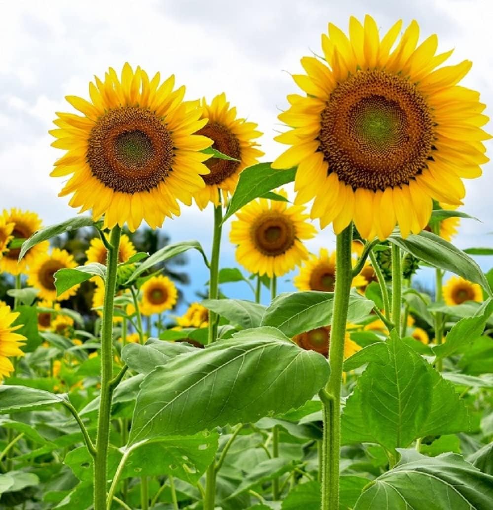 Picture of Hybrid TNAU SUF-7 Global Sunflower Bonsai Seeds - 5 Pcs
