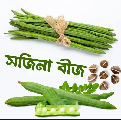 Picture of সজিনা গাছের বীজ 10gm Sojina Pata seed