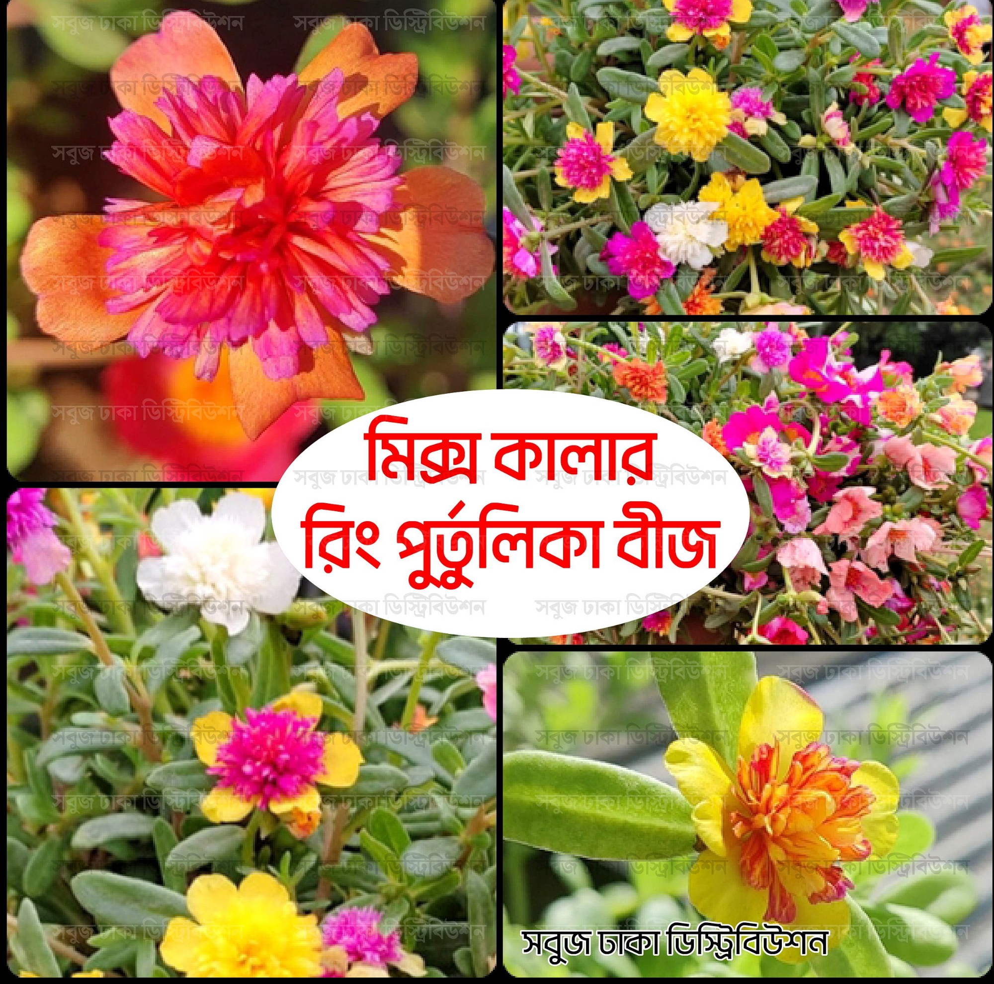 Picture of Ring Purtulika Moss Rose Flower Seeds 100pcs+ (Thai) 10 Color Mix