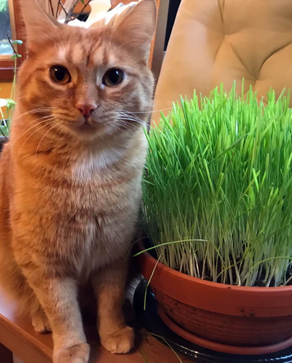 Picture of Grass Seeds for Cat & Rabbit 1gm Re-Pack