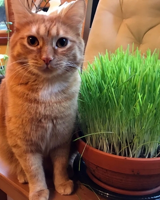 Picture of Grass Seeds for Cat & Rabbit 1gm Re-Pack