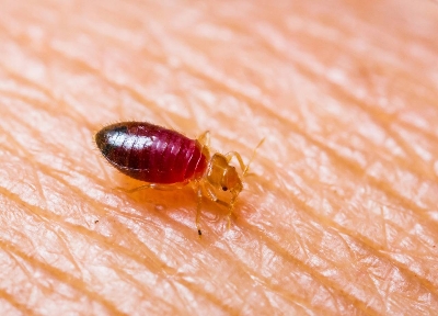 Picture of Knock Down BED BUG KILLER (CHARPOKA) CONTROL SPRAY ১০০% গ্যারান্টি