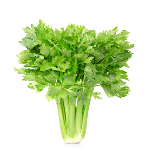Picture of Dhoniya Pata Bij (All Season) 0.1gm Seeds Re-Pack