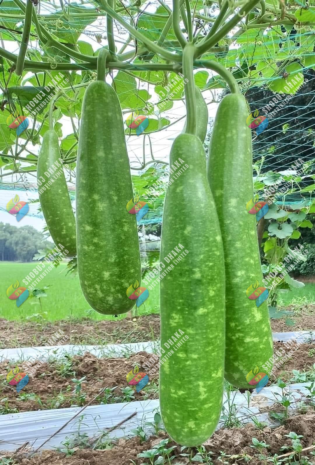Picture of Khet Lau Seeds Re-Pack 5pcs