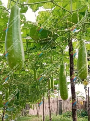 Picture of Khet Lau Seeds Re-Pack 5pcs