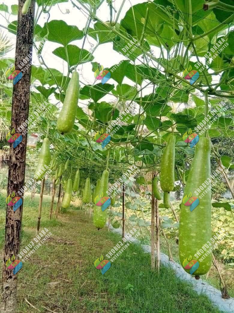 Picture of Khet Lau Seeds Re-Pack 5pcs