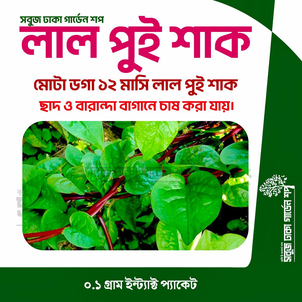 Picture of RED Pui Shak Seeds 0.1gm