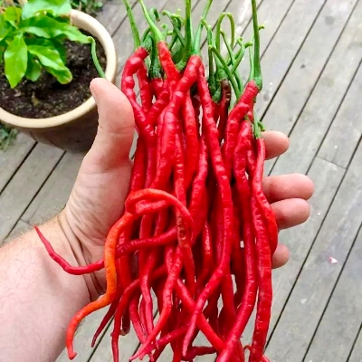 Picture of Cabe Kopay Chili Seeds 10pcs Re-Pack (China) Seeds 三世武士情侶頭像
