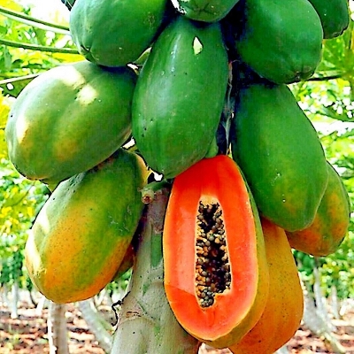 Picture of Red lady Papaya Seeds 5pcs (JAPAN) Re-Pack