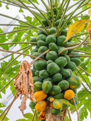 Picture of Red lady Papaya Seeds 5pcs (JAPAN) Re-Pack