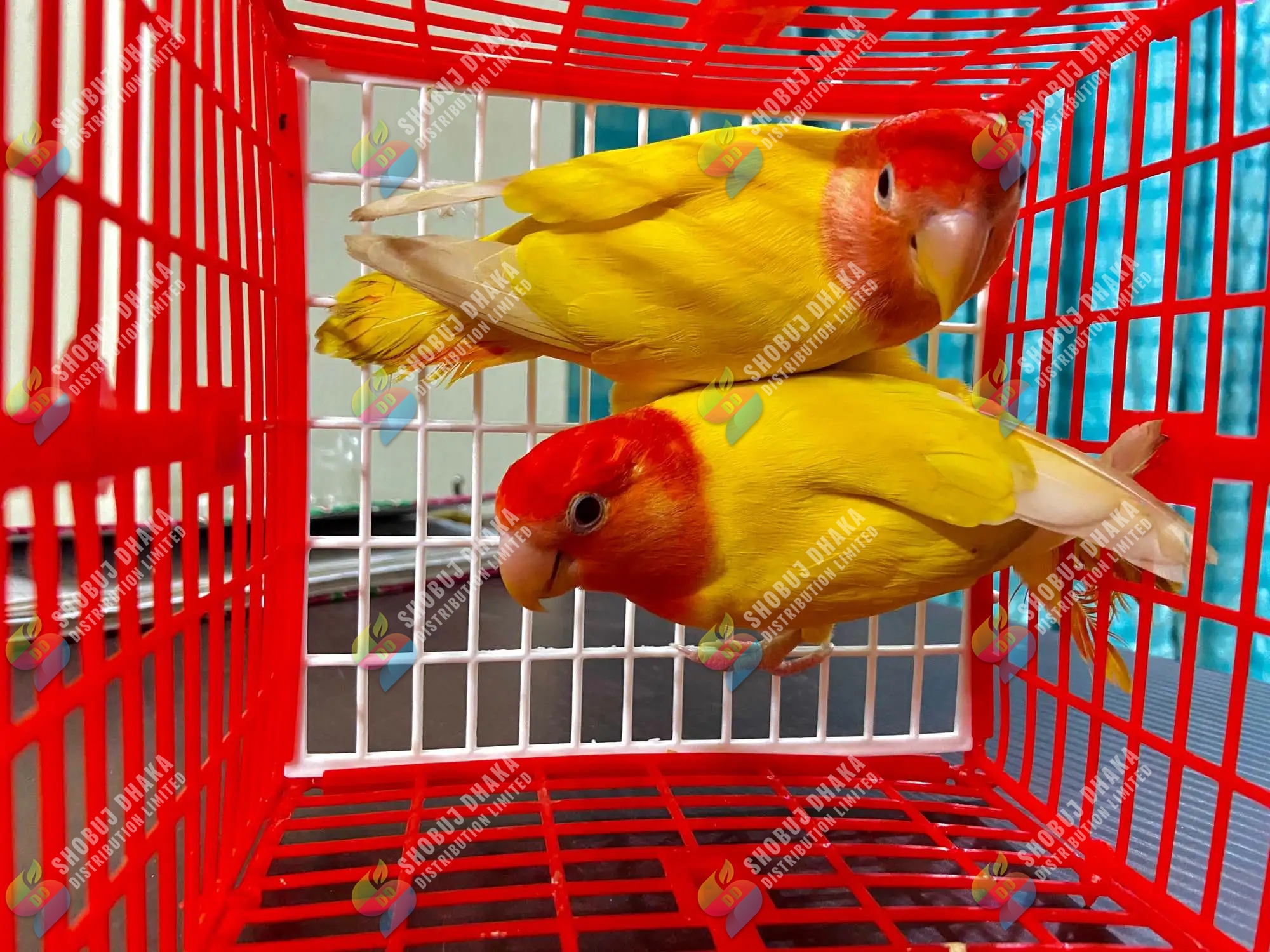 Picture of Birds Carrying Cage Only for Small Birds 1pc (Folding) Mix Color 8x6inch