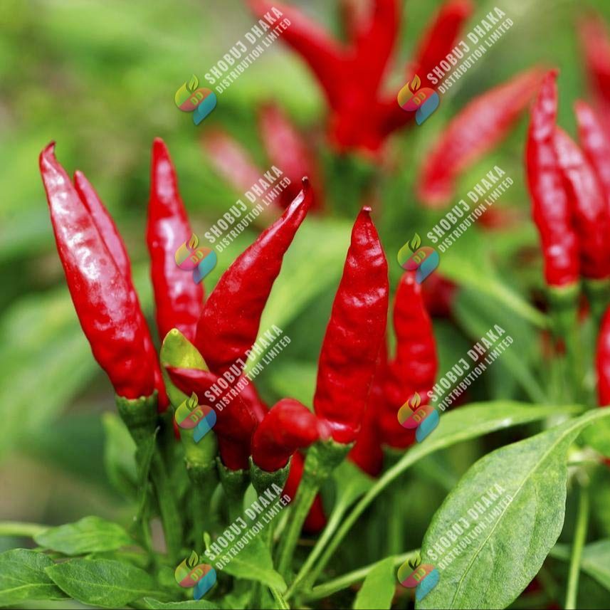 Picture of Surjomukhi All Season Chili seeds ৫০পিস