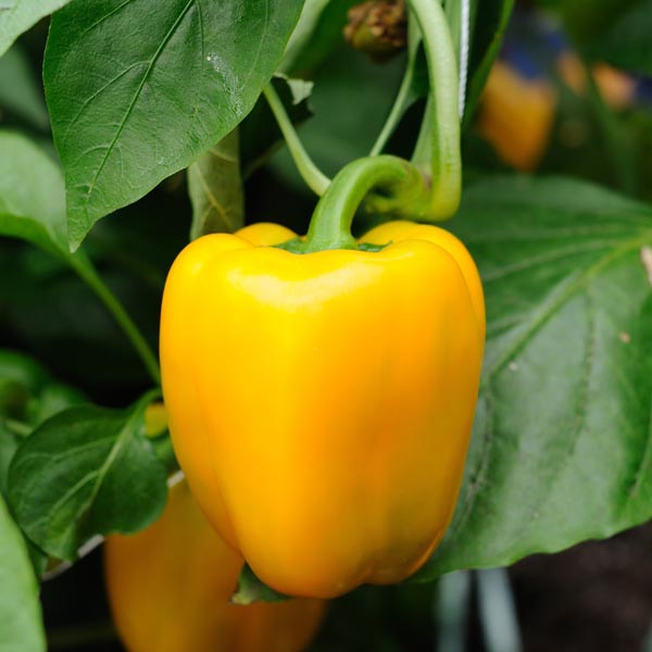 Picture of Yellow Capsicum Seeds 5pcs Re-Pack Hybrid