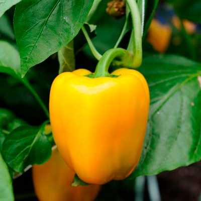 Picture of Yellow Capsicum Seeds 5pcs Re-Pack Hybrid