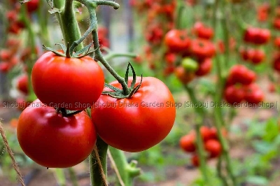 Picture of Roton Tomato Seeds 0.1gm Re-Pack Hybrid