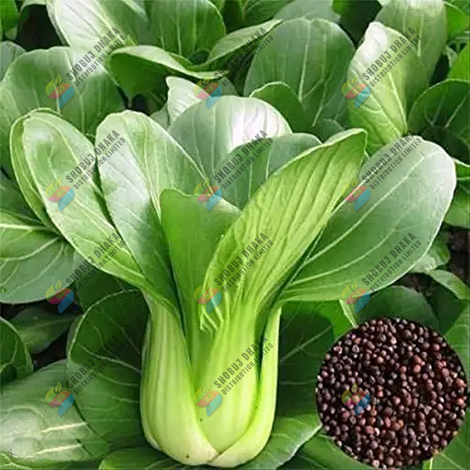 Picture of Bok Choy Seeds 100+pcs Re-Pack