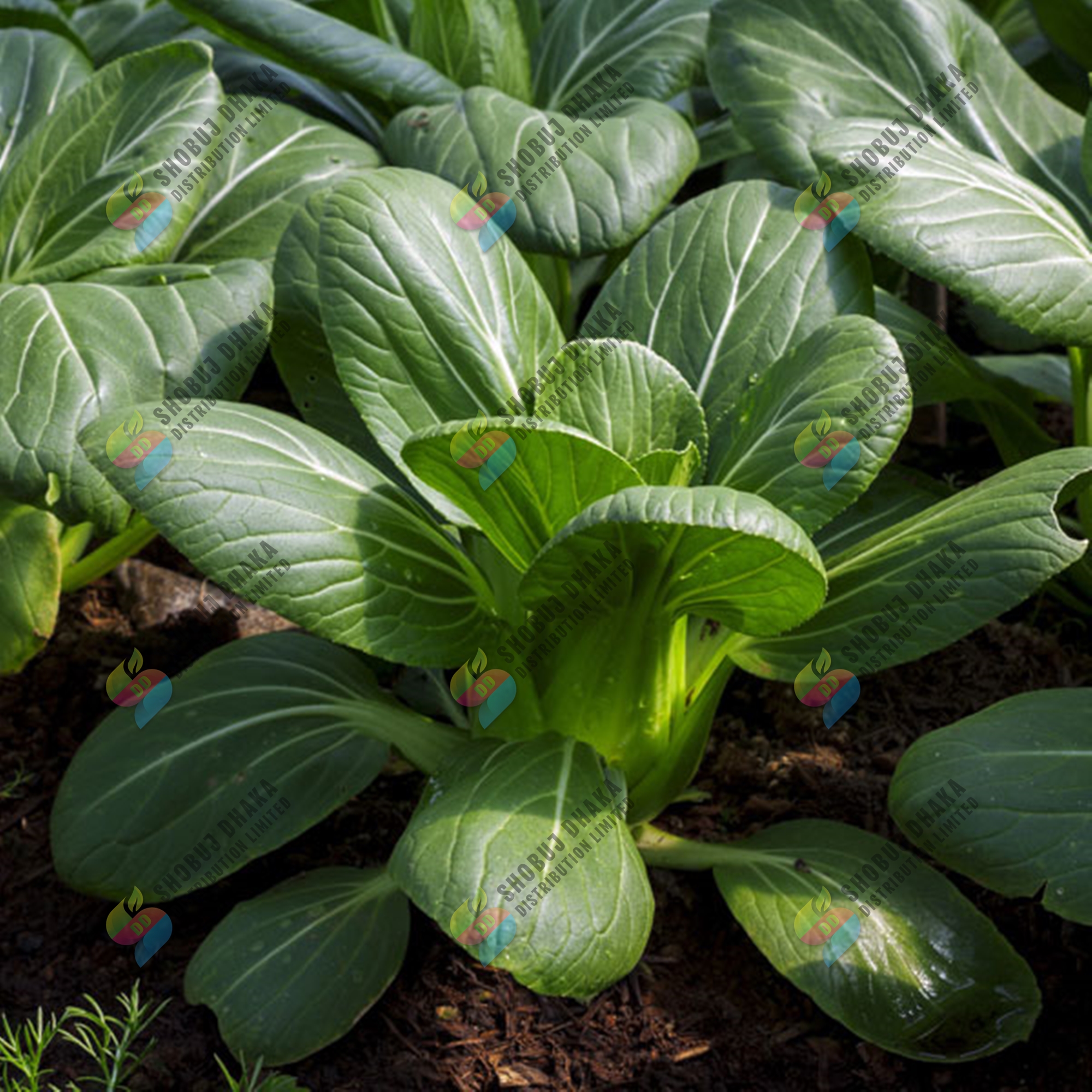 Picture of Bok Choy Seeds 100+pcs Re-Pack