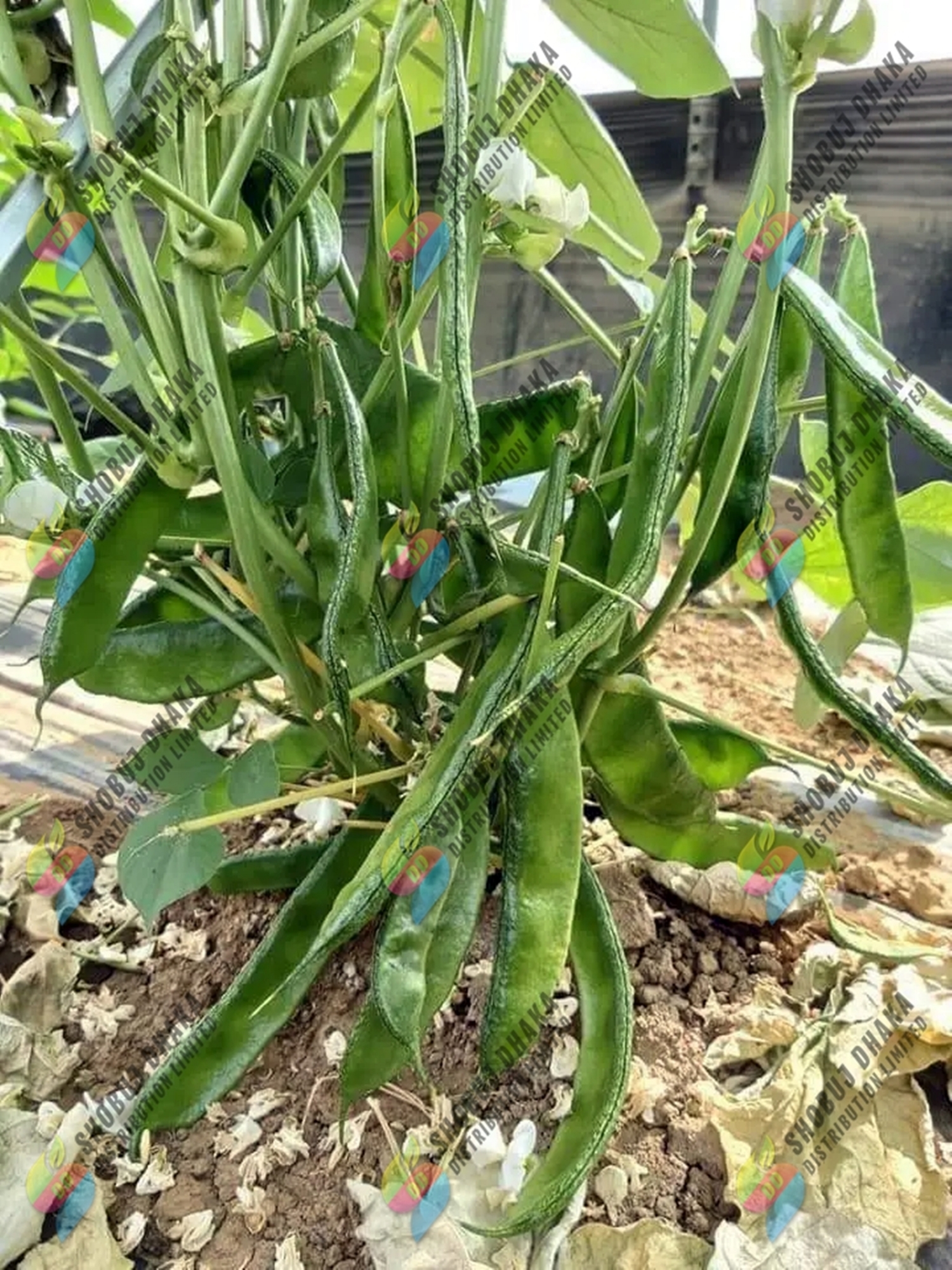 Picture of Original Khato Jater Shim Seeds 5pcs (মাচা লাগে না)