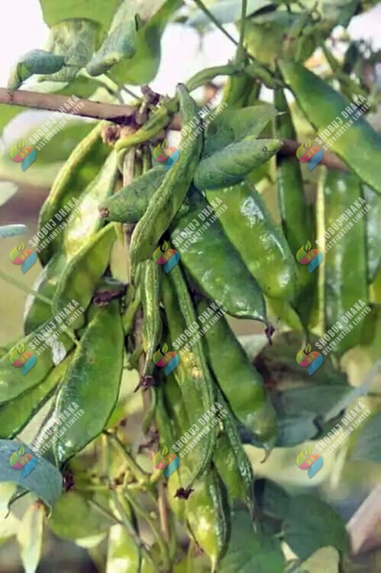Picture of Original Khato Jater Shim Seeds 5pcs (মাচা লাগে না)