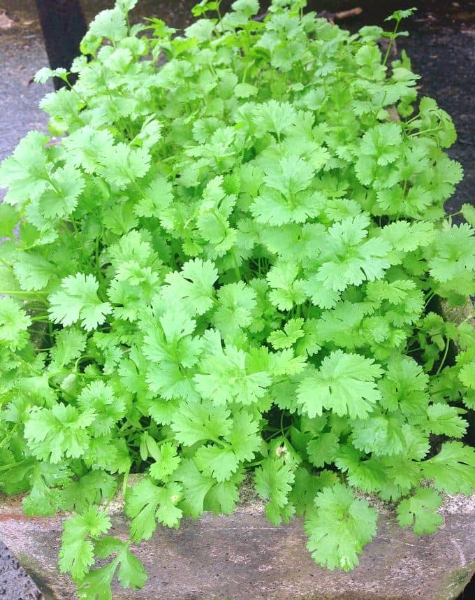 Picture of Vermi compost Premium Fertilizer (Kecho Shar) 1 Kg 100% Organic Re-Pack