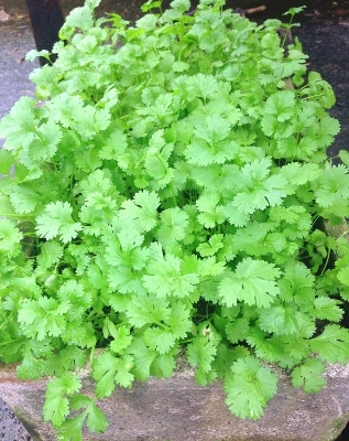 Picture of Vermi compost Premium Fertilizer (Kecho Shar) 1 Kg 100% Organic Re-Pack