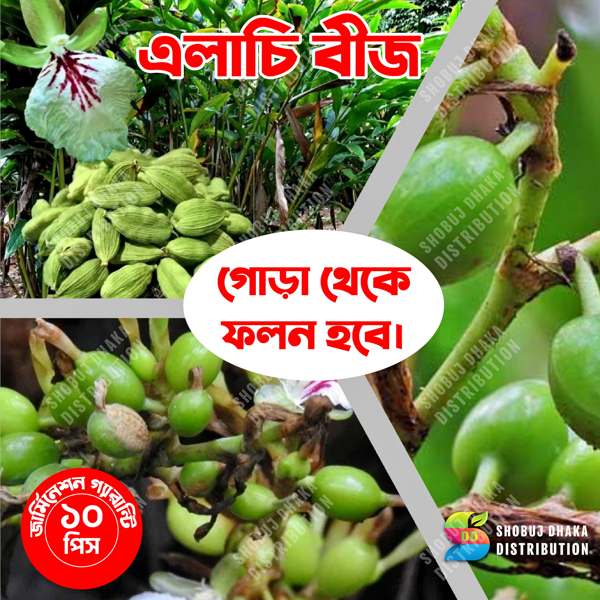 Picture of ELACHI Seeds 10 pcs (Indian) Aromatic