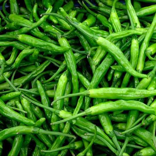 Picture of Super Spicy Chili seeds ১০ পিস re-pack