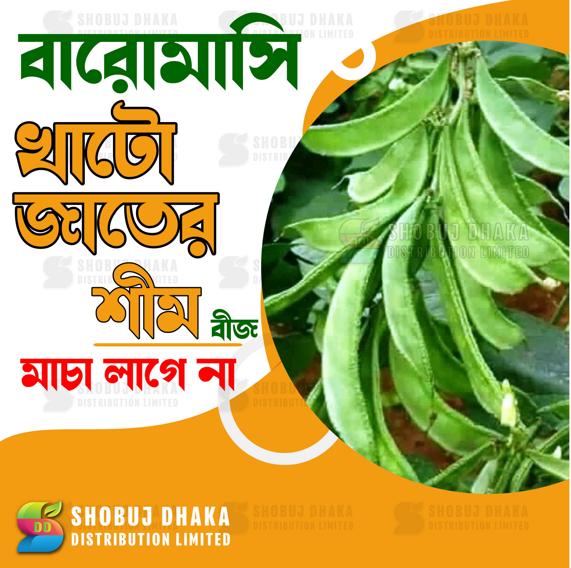 Picture of Khato Jater Shim 5 pcs Seeds Hybrid