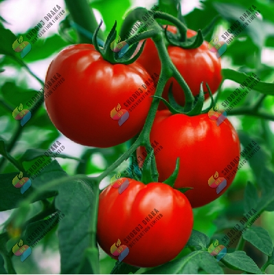 Picture of 【9.9 Deal】 Top Selling PREMIUM Grade Epsom Salt Pack For Any Plant Fertilizer 150 gm