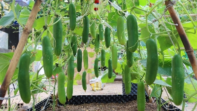 Picture of Deshi Cucumber Seeds 0.1gm