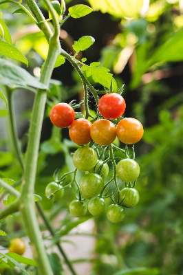 Picture of Growth 786 Solu Boron Fertilizer 100gm