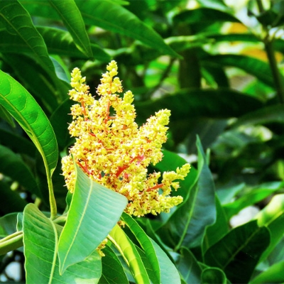 Picture of Growth 786 Solu Boron Fertilizer 100gm