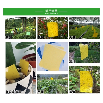 Picture of Double-sided insect trap tea garden orchard blue stained trips yellow trap trap yellow plate insect stickers gardening Sticky Trap