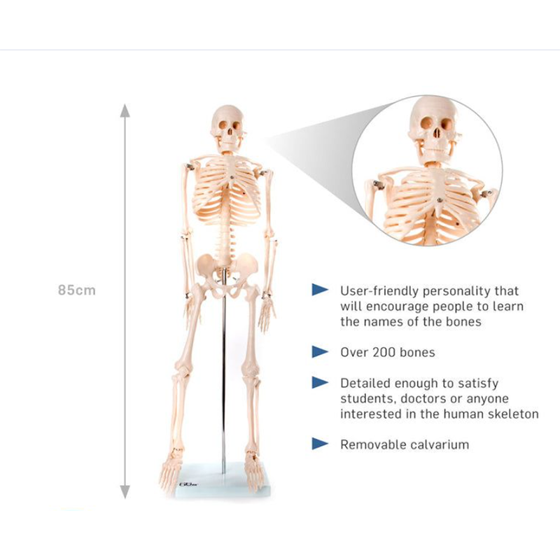 Picture of Human Skeleton 85cm China