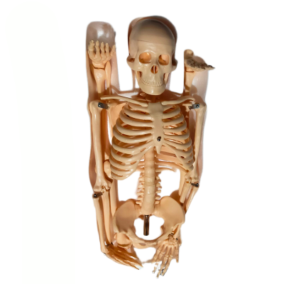 Picture of Human Skeleton 85cm China