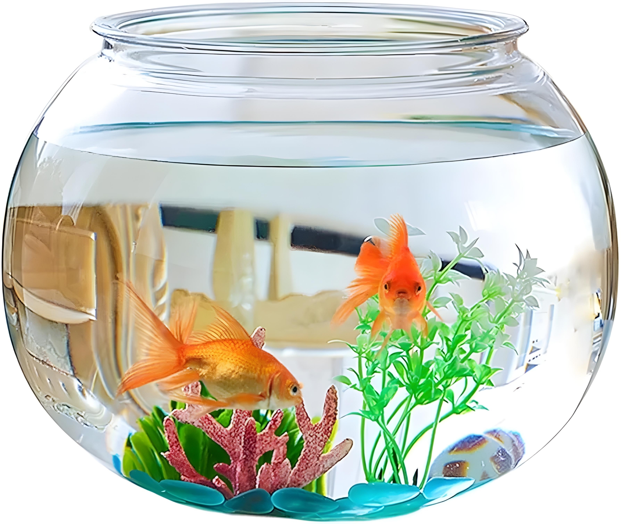 Picture of Glass Fish Bowl With Colorful Stones & Tree Aquarium, Fishbowl, Cat Fishbow, Cat Fishbow, Round Fish Bowl, Glass Fish Bowl, Clear Acrylic, Explosion-proof Fish Bowl, House Plant Container, Polycarbonate Pot, Underwater, Large Made in Bangladesh