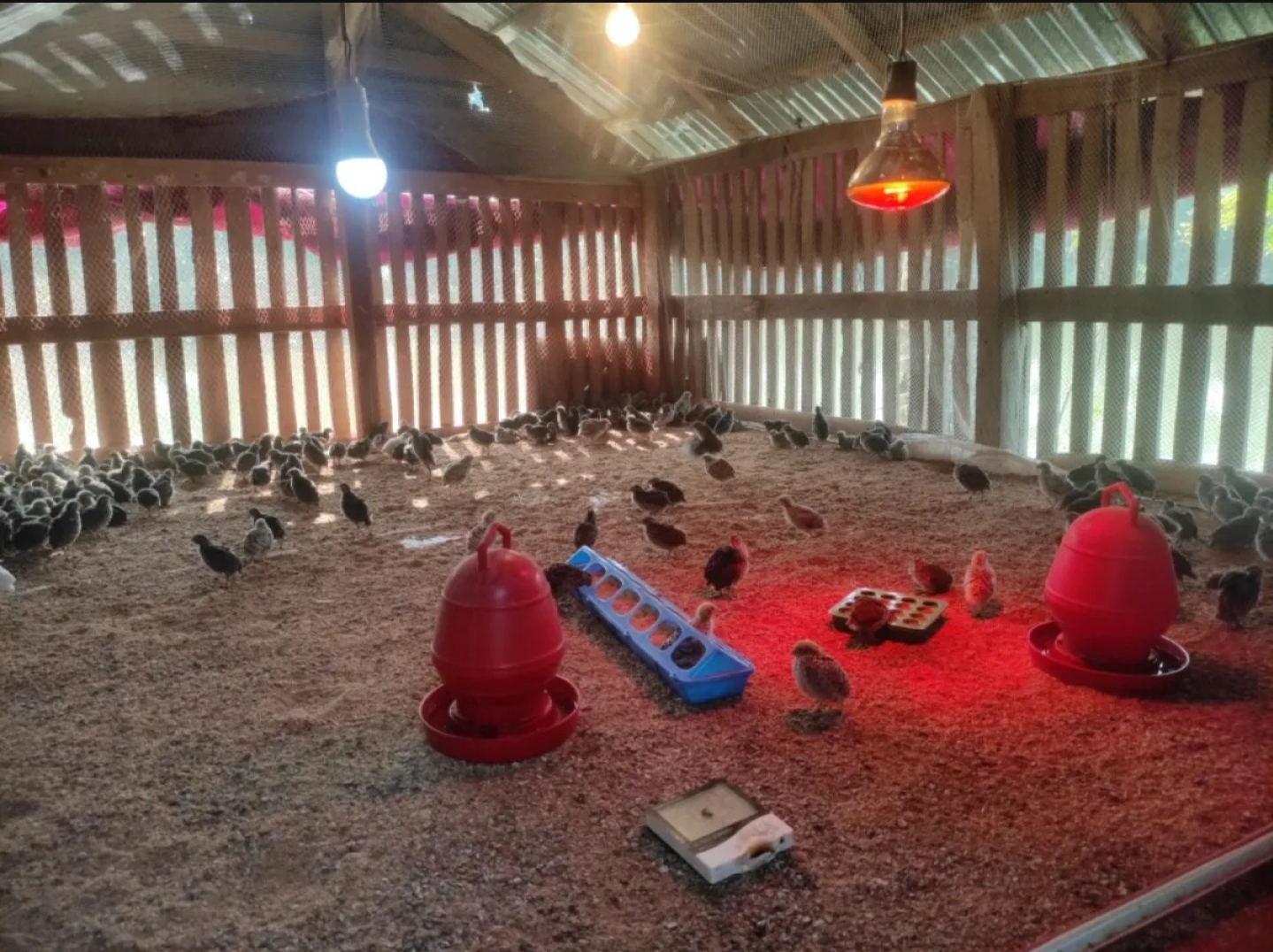 Picture of Pigeon Hanging Food Box Small Bird Cup Household Quail Feeder Bird Accessories Bird Food Trough Chicken Drinker Cups Pigeon Feeding Supplies Pigeon Supplies Plastic Multifunction