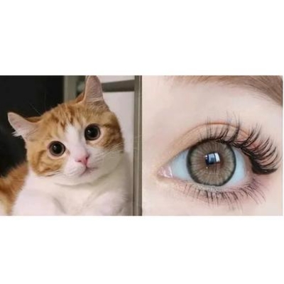 Picture of KSSEYE COLOR CONTACT LENSES with kit box FREE KSSEYE Diamond/Norko Brown Contact Lens K100 Picture of KSSEYE COLOR CONTACT LENSES with kit box FREE KSSEYE Diamond/Norko Brown Contact Lens K100