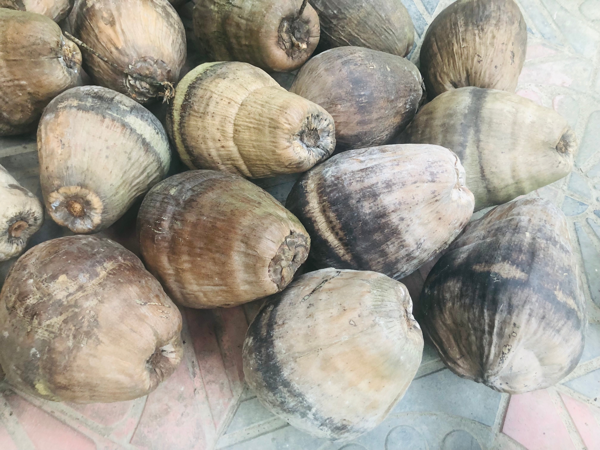 Picture of Coconut নারিকেল