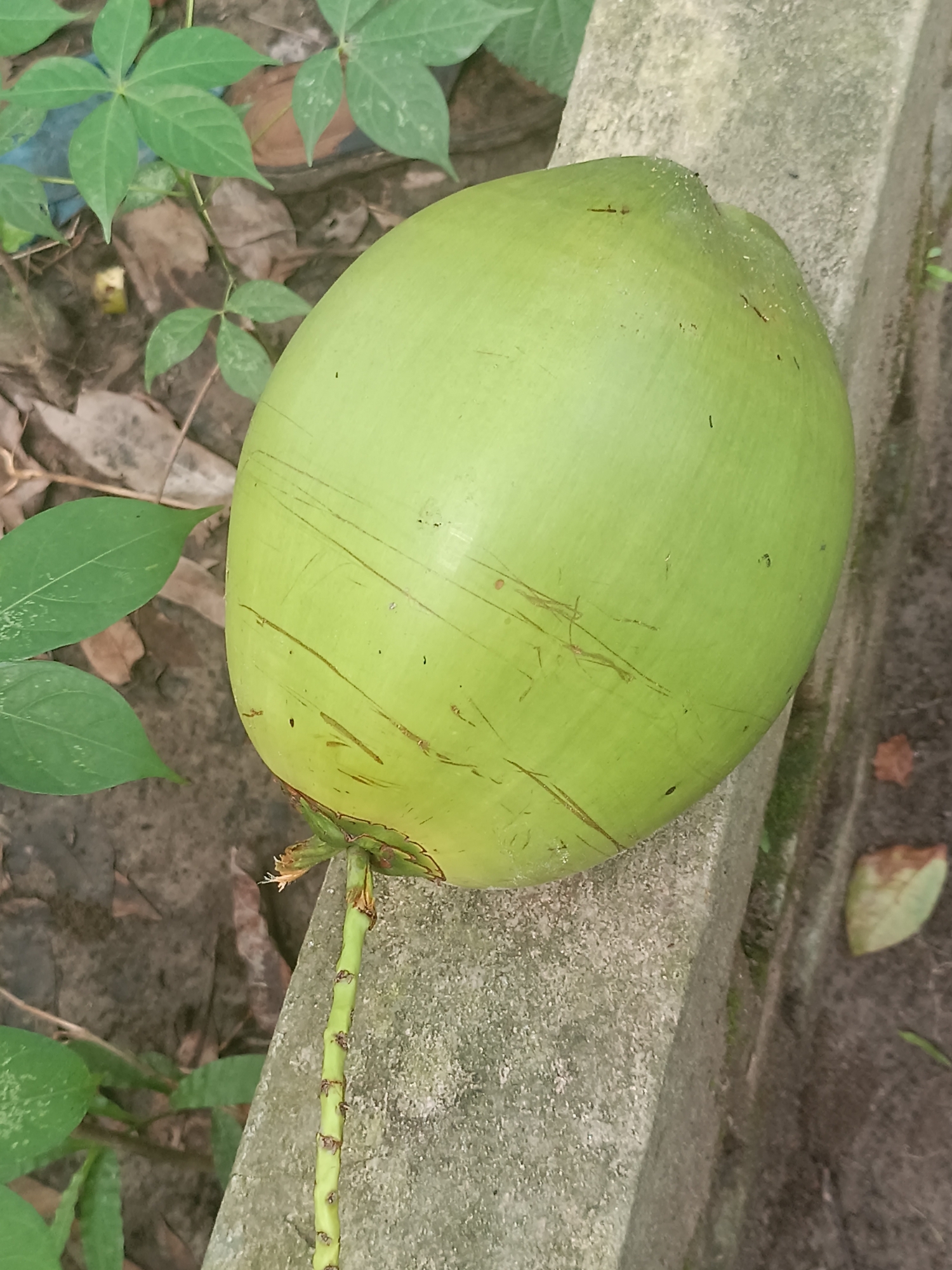 Picture of Coconut নারিকেল