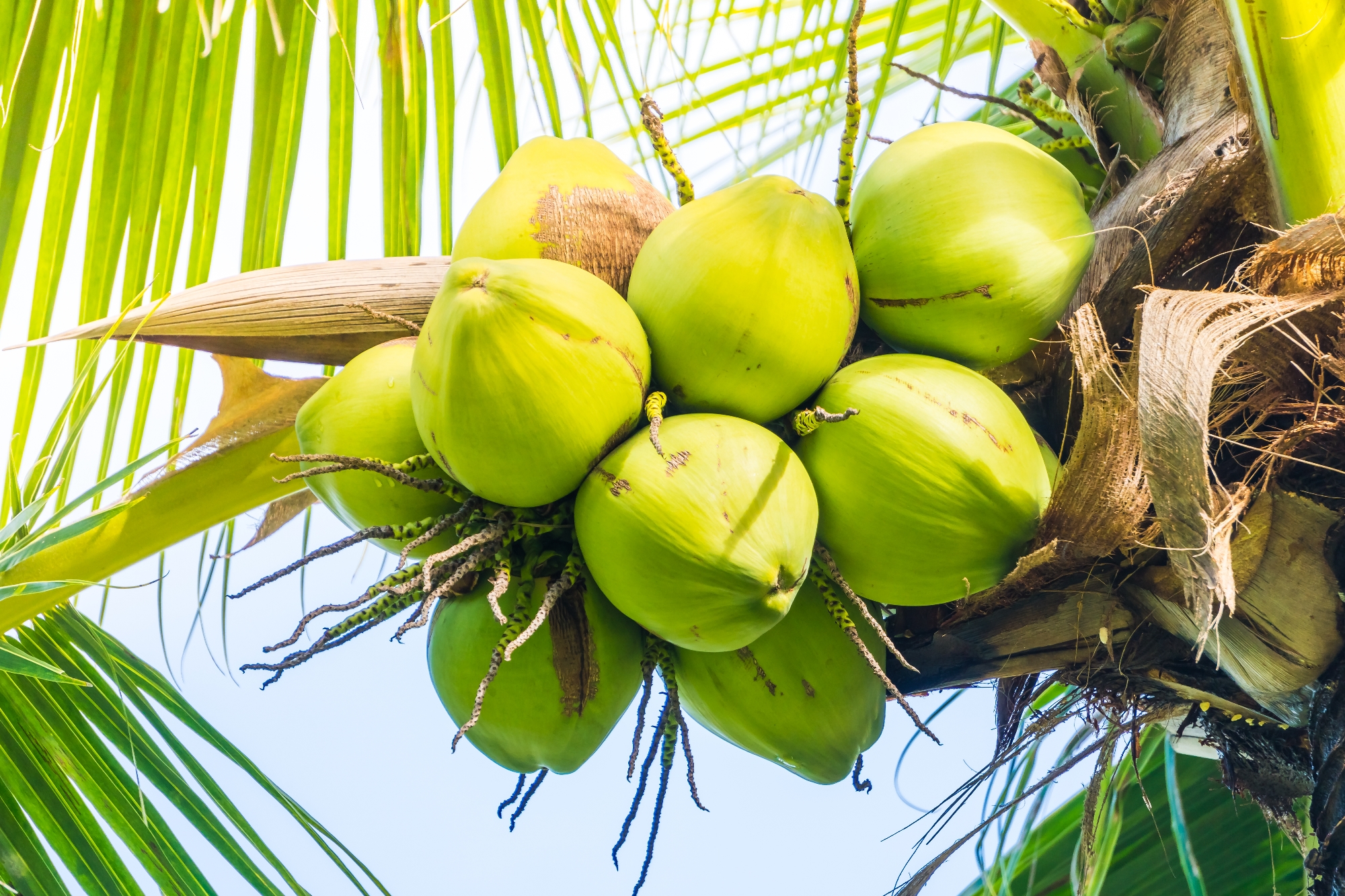 Picture of Coconut নারিকেল