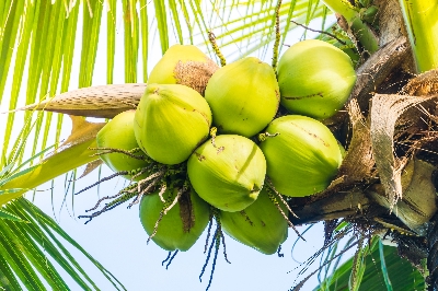 Picture of Coconut নারিকেল