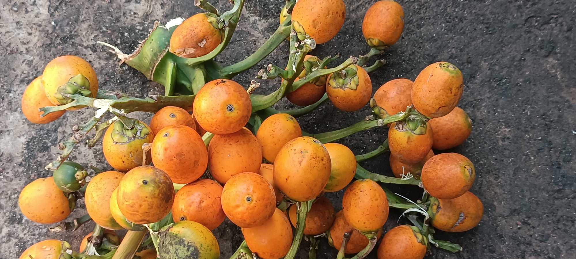 Picture of Supari Betel Nut সুপারি