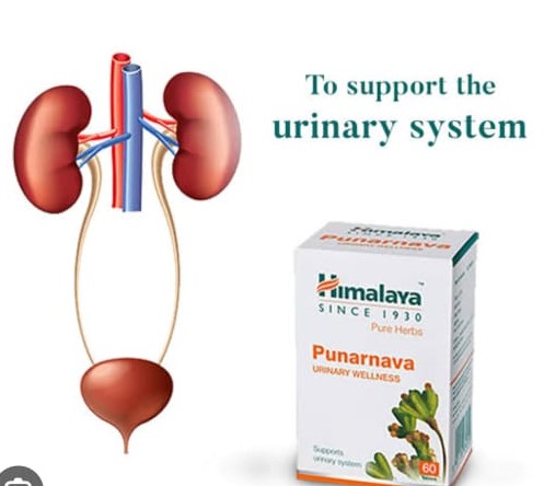 Picture of Himalay Punarnava Tablets - 60 Count