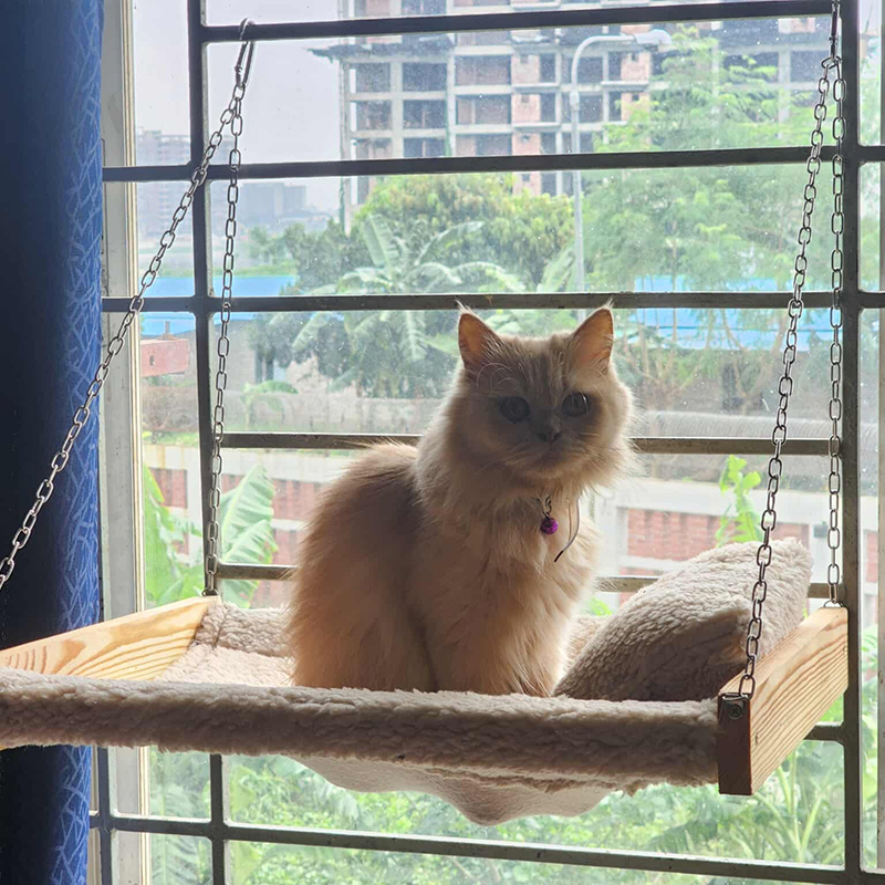 Picture of বিড়ালের হ্যামক  Picture of বিড়ালের হ্যামক