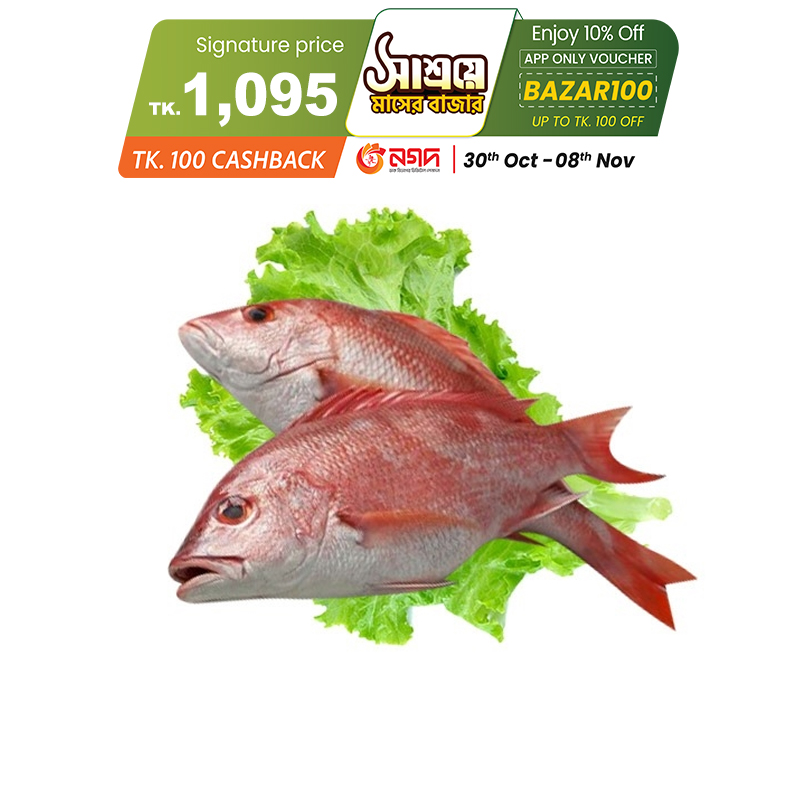 Picture of Red Snapper Fish (রেড স্ন্যাপার মাছ) 1.7 kg (50gm±) Per Pc Before Cutting Picture of Red Snapper Fish (রেড স্ন্যাপার মাছ) 1.7 kg (50gm±) Per Pc Before Cutting