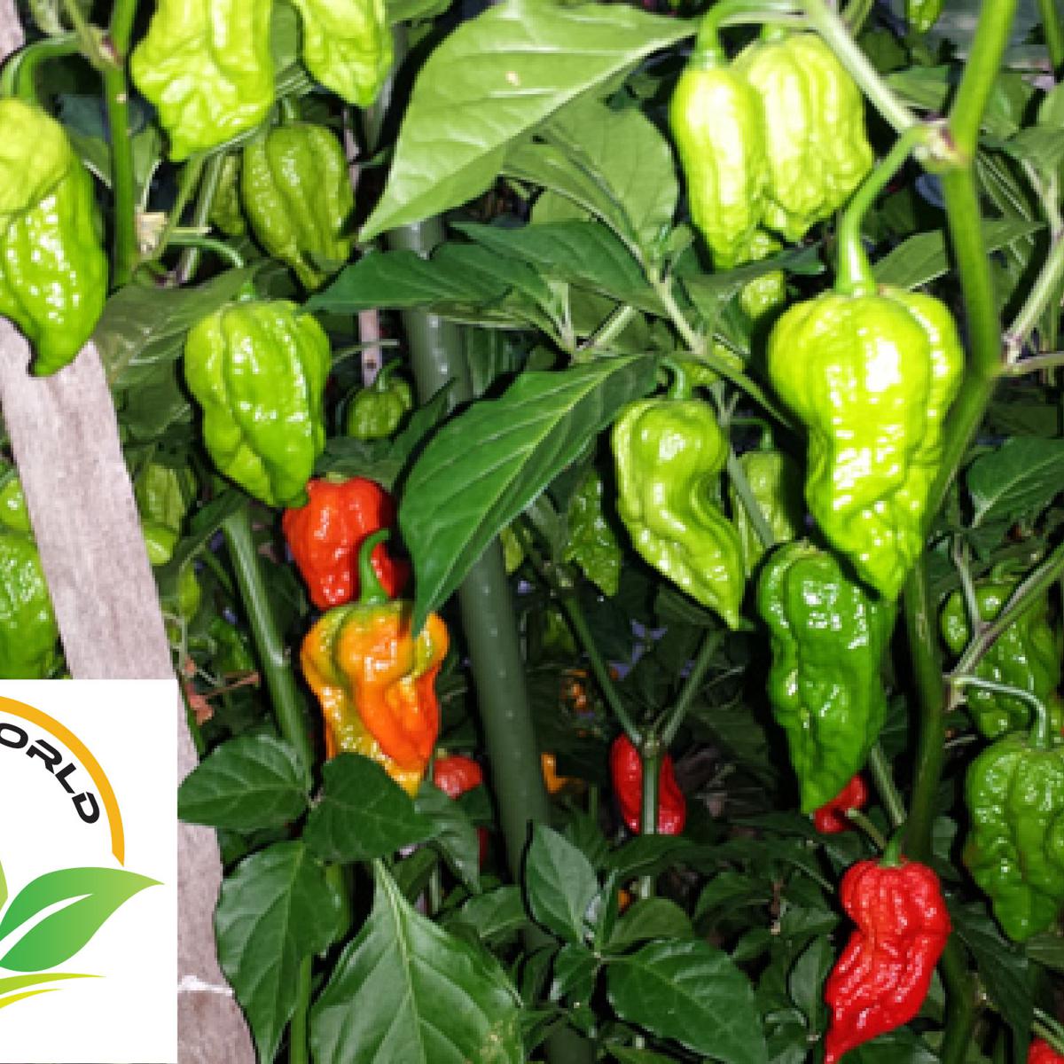 Picture of Naga Bombay Chili Seeds 10pcs - Green / hybrid Naga Pepper in Pots
