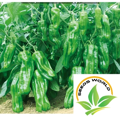 Picture of Giant Spices Spicy Green Chili Seeds  (Imported) Potted Plants-15pcs / Green Chili Seeds